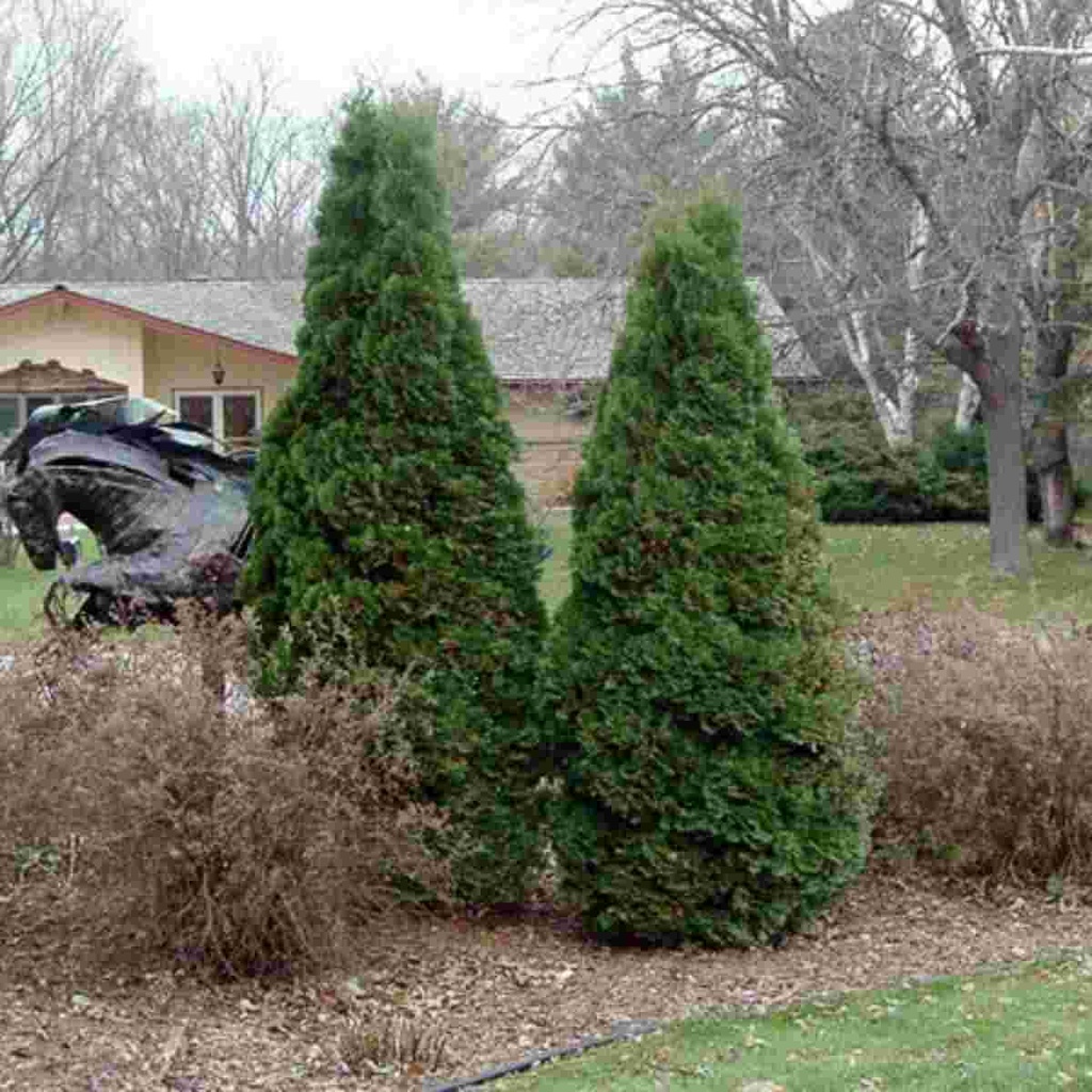 Holmstrup Arborvitae : 5 Foot