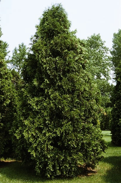 Dark Green Arborvitae : 12 Foot