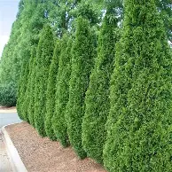 Emerald Green Arborvitae : 9 Foot