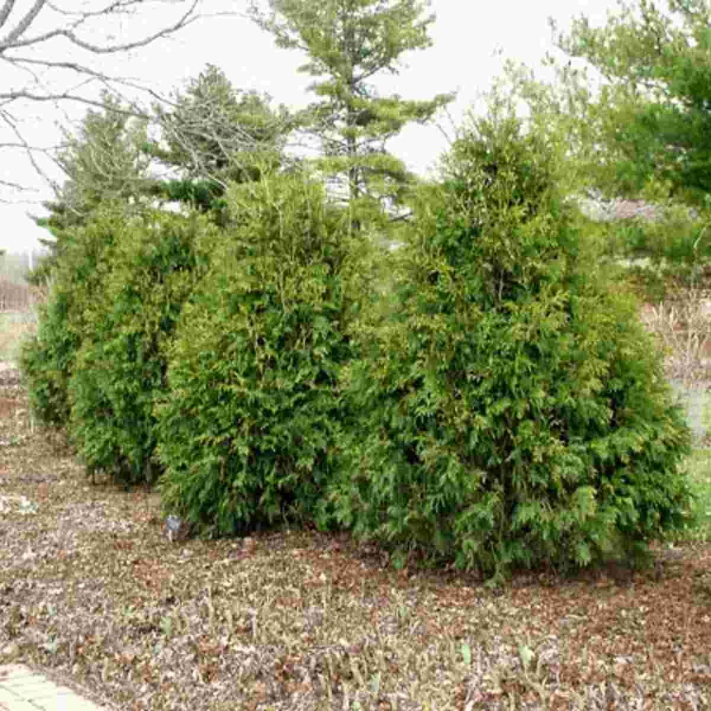 Techny Arborvitae : 10 Foot