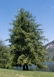 Canadian Hemlock : 12 Foot