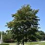 Accolade Elm : 3 Inch