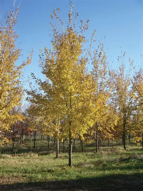 Patriot Elm : 2.5 Inch