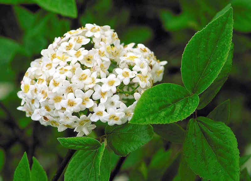 Burkwood Viburnum : 4 Foot