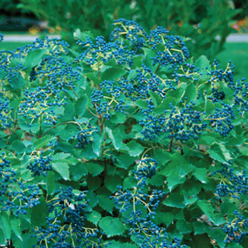 Blue Muffin ® /Christom Viburnum : 3 Foot