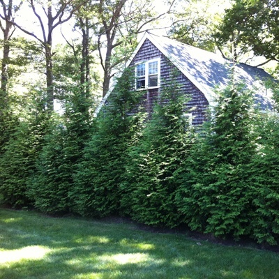 Green Giant Arborvitae : 7 Foot