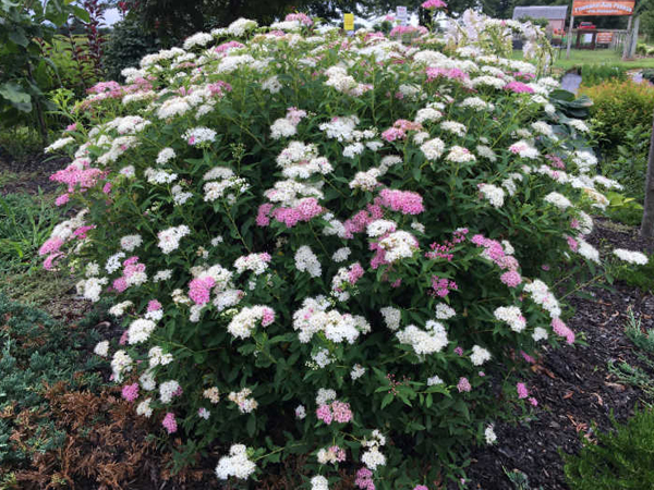 Beaver Creek Pride Spirea : 5 Gallon