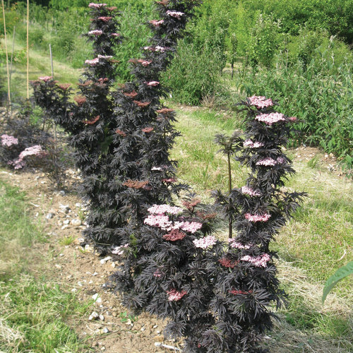 Black Lace Elderberry ® PW : 5 Gallon