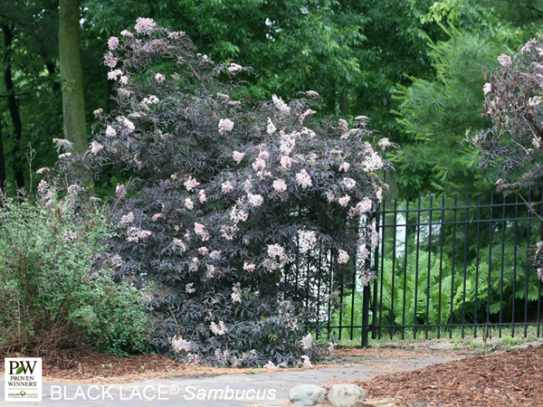 Black Lace ® Elderberry : 5 Gallon