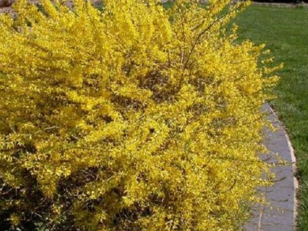 Gold Tide Forsythia : 3 Gallon
