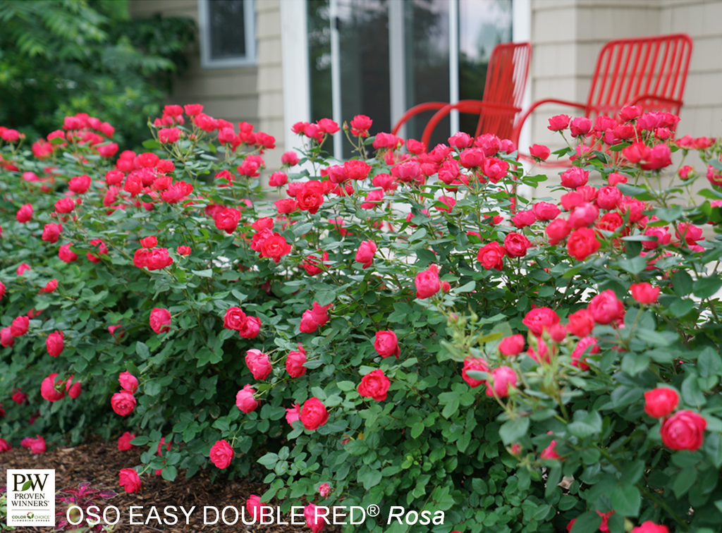 Oso Easy Double Red Rose® : 3 Gallon