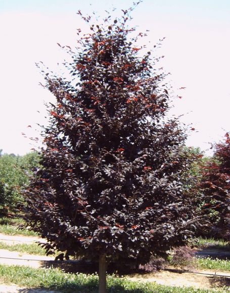 Rivers Purple Beech : 15 Gallon