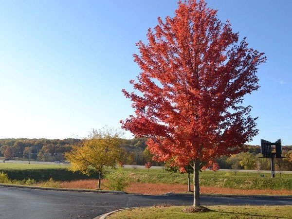 Autumn Blaze Maple ® : 4 Inch