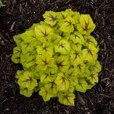 Catching Fire Coral Bells : 1 Gallon