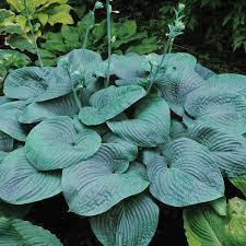 Humpback Whale Hosta : 1 Gallon