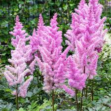 Ice Cream Astilbe : 1 Gallon
