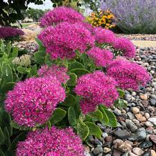Neon Sedum : 1 Gallon