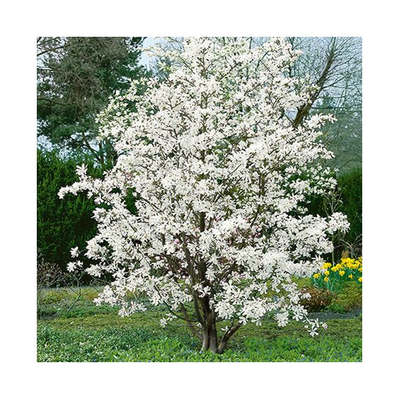 Merrill Magnolia : 7 Foot