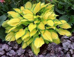 Island Breeze Hosta : 1 Gallon