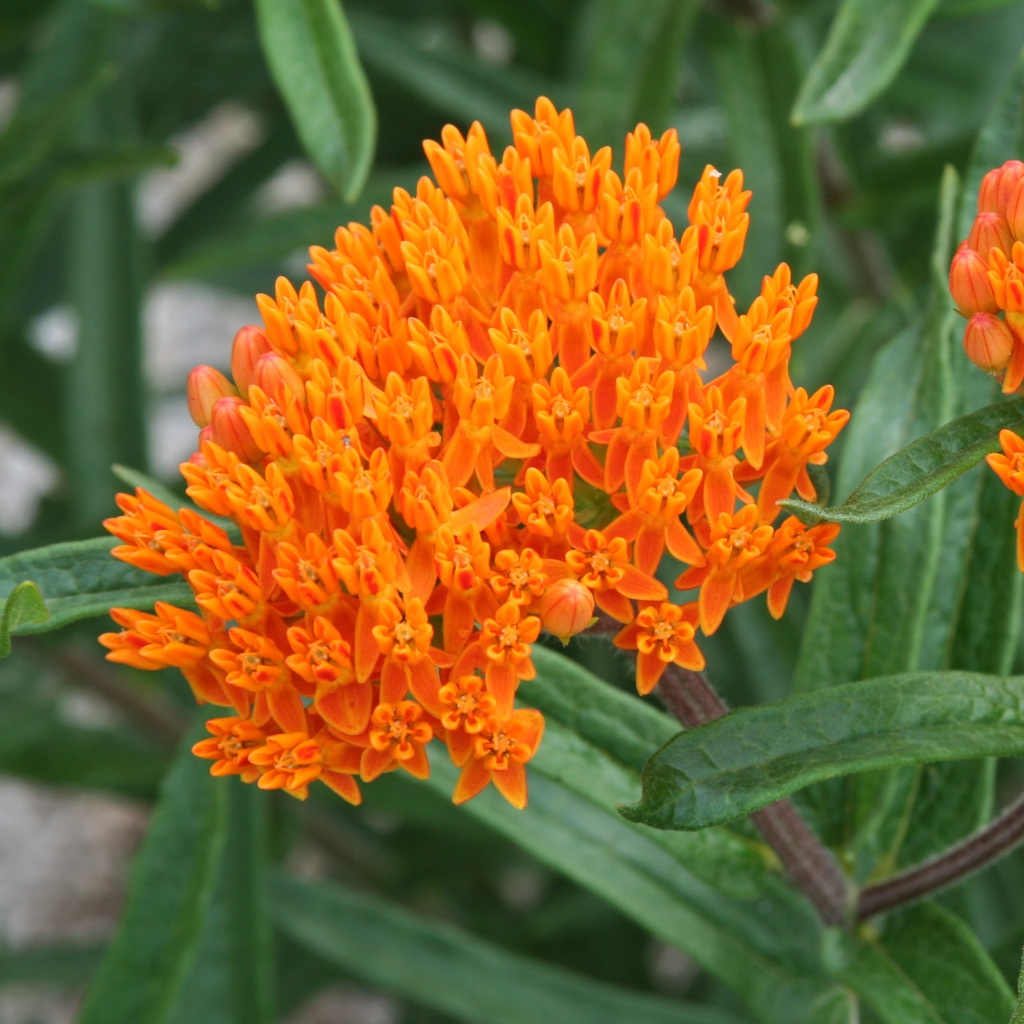 Butterfly Weed : 1 Gallon