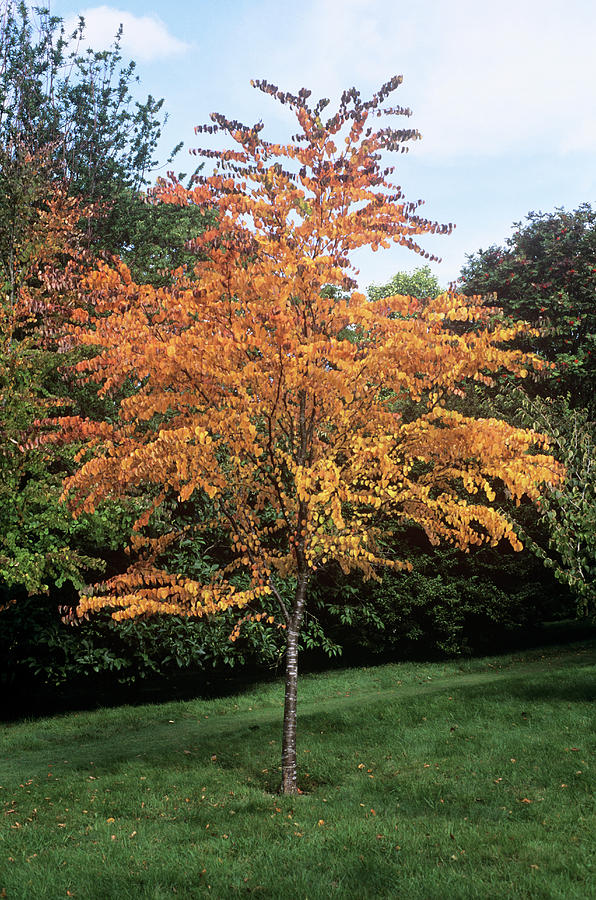 Katsura Tree : 15 Gallon
