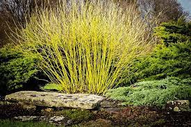 Yellow Twig Dogwood : 3 Gallon