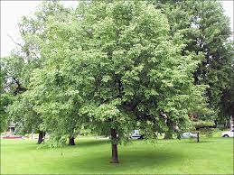 American Hophornbeam MS : 8 Foot