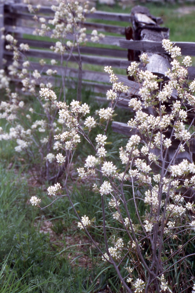 Running Serviceberry : 2 Gallon