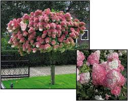 Vanilla Strawberry Hydrangea on STD ® : 10 Gallon