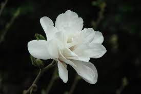 White Rose Magnolia : 15 Gallon