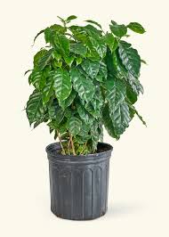 Coffee Plant : 6 Inch Pot