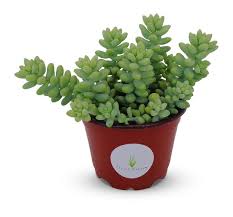 Burro's Tail : 4 inch Pot