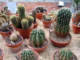 Cactus : 10 Inch Pot