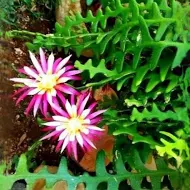 Fishbone Cactus : 6 Inch Pot