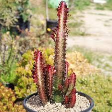 Cactus Euphorbia Trigona Red : 4 Inch Pot