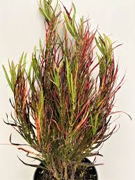 Croton 'Picasso's Paintbrush' : 6 Inch Pot