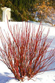 Arctic Fire Red Dogwood ® : 3 Gallon