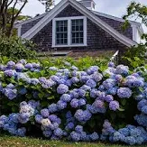 Endless Summer Bloomstruck Hydrangea ® : 3 Gallon