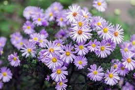 Professor Kippenberg Aster : 1 Gallon