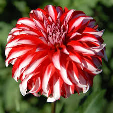 Santa Claus Dahlia : 2 Gallon