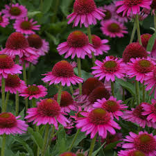 Delicious Candy Coneflower : 1 Gallon
