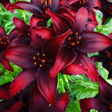 Blacklist Lily : 1 Gallon