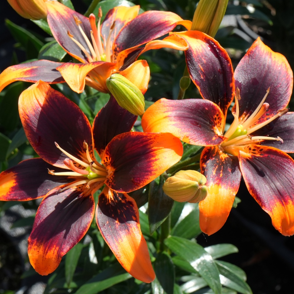 Forever Susan Asiatic Lily : 1 Gallon