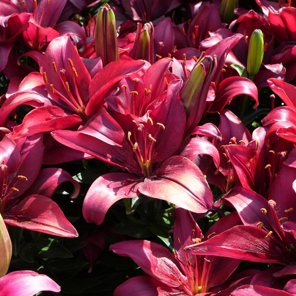 Salinero Lily : 1 Gallon