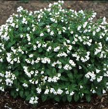Sissinghurst White Lungwort : 1 Gallon