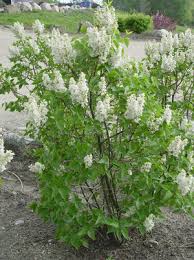 Beauty of Moscow Lilac : 2 Foot