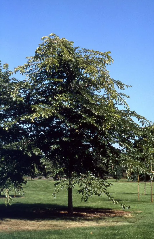 Prospector Elm : 4 Inch