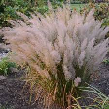 Korean Feather Grass : 3 Gallon
