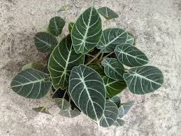 Alocasia Hybrid : 4 Inch Pot