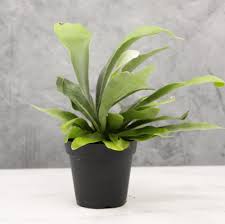 Fern Staghorn : 4 Inch Pot